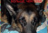 İtlərə qulluq və təlim